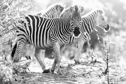 Isibane Eco - Photographies, Photographe à Illkirch-Graffenstaden