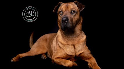 Alteyah Photo, Photographe à Ferrières