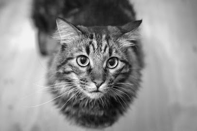 Kevincucit-photographie, Photographe à Wissembourg