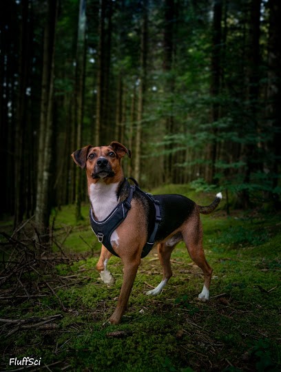 Fluffsci - Photographe Animalier, Canin Et Fantasy, Photographe à Mérindol