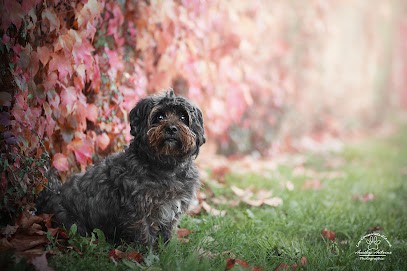 Les Coussinets D'Auré - Photographie, Photographe à Sognolles-en-Montois