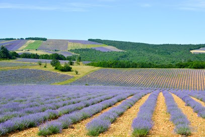 PHOTO AVIGNON, Photographe à Tavel