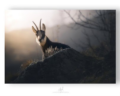 Arzur Michaël Photographie (Paysage & Faune Sauvage), Photographe à Saint-Bonnet-en-Champsaur
