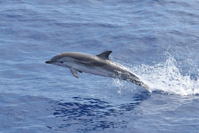 Ea.flash - Elisa Marcato Photographies, Photographe à Maraussan