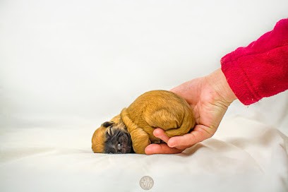 Wildway Studio, Photographe à Fontainebleau