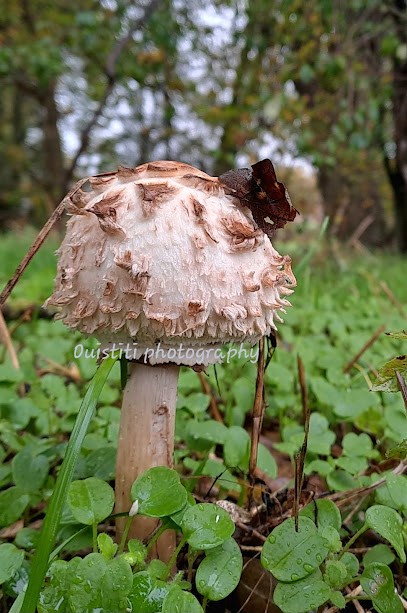 Ouistiti photography, Photographe à Venas