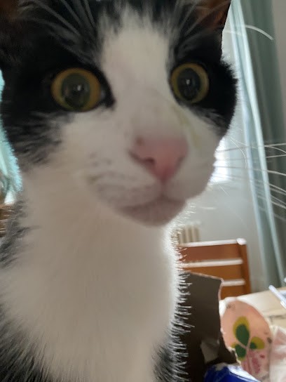 Chez Coline, Photographe à Locmiquélic