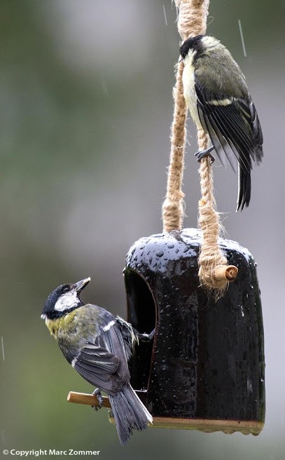 Marc Zommer Photographies, Développement de Photos à Baisieux
