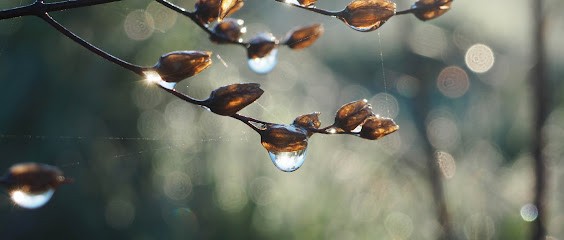 Du Vent Dans Mes Branches - Claire Sarrazin, Photographe à Thorigny