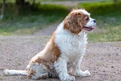 Fairy Stones - Photographe, Photographe à Courrières