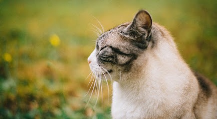 Nicolas ALBERT | Réalisateur & Compositeur, Photographe à Saint-Colomban