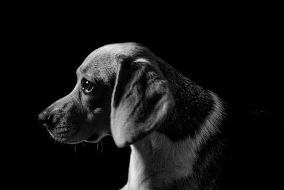 Jessica Flandrin Photographie, Photographe à La Londe-les-Maures