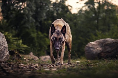 CH Dst Visual Photographe Canin Et Animaux De Compagnies Nord De France, Photographe à Saint-André-lez-Lille