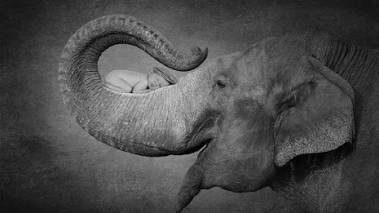 Nelly Photographie, Photographe à Jussy