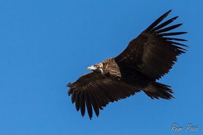 Rémi Pozzi, Photographe à Grane