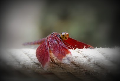 Clic-Lac, Photographe à Grésy-sur-Aix