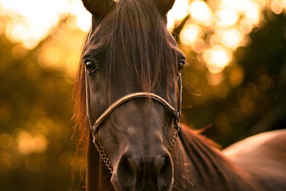 Léa Mains Photographie, Photographe au Relecq-Kerhuon