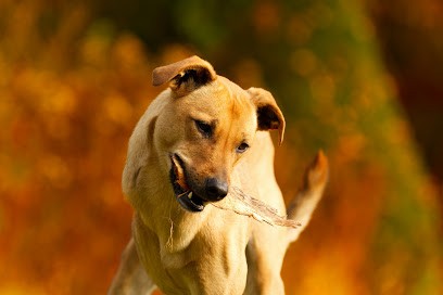 Chouette Photo, Photographe à Nieul-sur-Mer