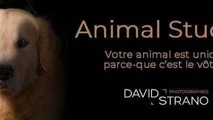 Animal Studio, Photographe à Paris 04