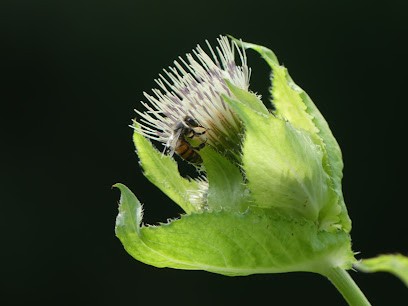 Pier Brignon Photo, Photographe à La Roche-Blanche