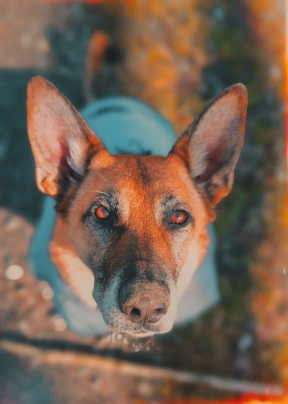 Photographies, Photographe à Sedze-Maubecq