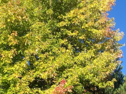 Cubino Helene, Photographe à Parentis-en-Born