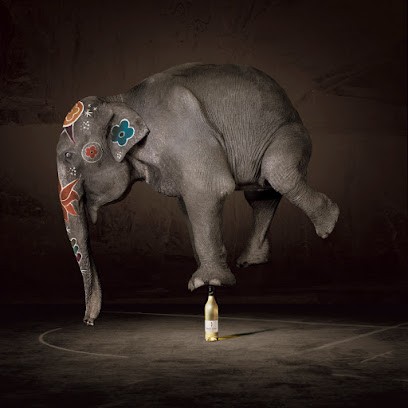 Raphaël Auvray, Photographe à Rennes