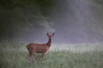 Christophe Rué - Tronçais-Nature, Photographe au Vilhain