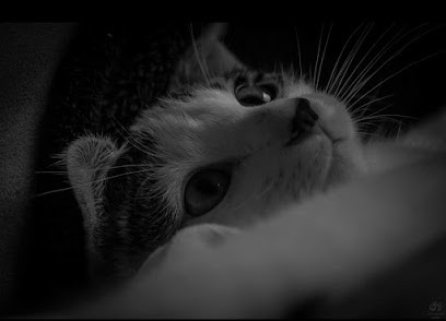 Artscreativas, Photographe à Metzing