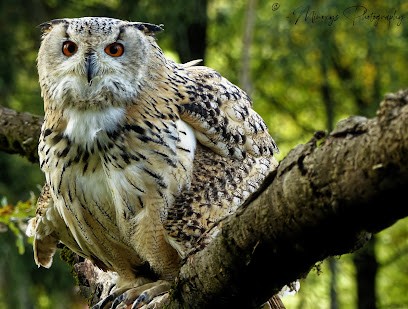 Minoxys Photography, Photographe à Saint-Sébastien-sur-Loire