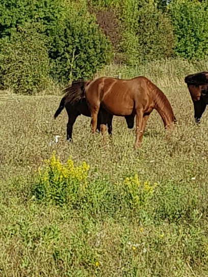 Studio Tangre, Photographe à Lattes