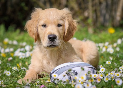 CJA Fotografia, Photographe à Dampniat