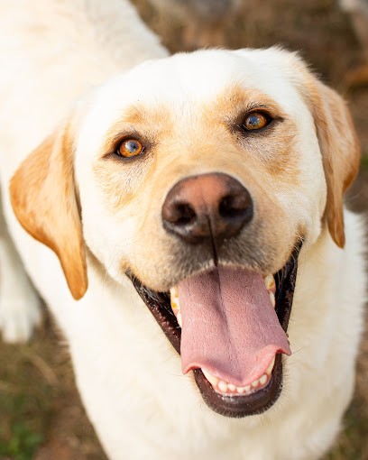 Authentique Photographie, Photographe à Saint-Vulbas