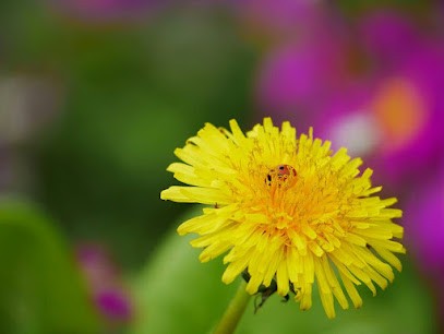 Loïc Lezé, Photographe à Fondettes