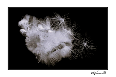 Fin'image Photographe à Saunay