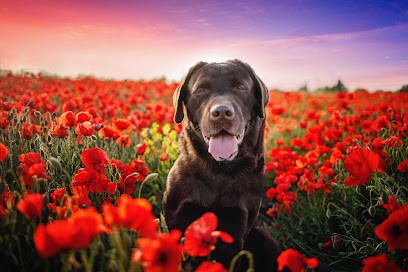 Maiko Et Compagnie, Photographe à Gondecourt