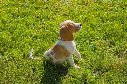 Instant D'émotion Photographe Metz, Photographe à Charly-Oradour