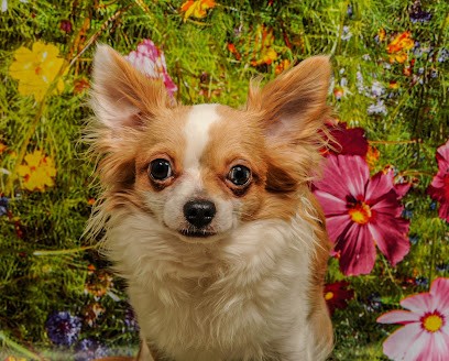 BG-PhotographePix, Photographe à La Gorgue