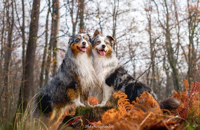 Shd-photographie, Photographe à Steenvoorde