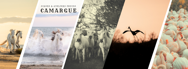 Stage Photo En Camargue, Développement De Photos à Saintes-Maries-de-la-Mer