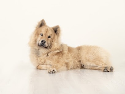 Studio M - Photo - St Amé, Photographe à Saint-Amé