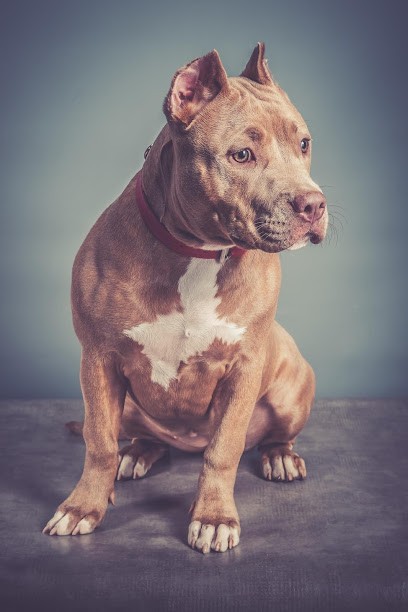 Iris Cool Pics, Photographe à Poissy